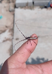 Sphaenothecus toledoi