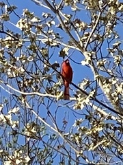 Cardinalis cardinalis cardinalis