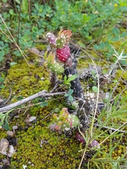 Austrocylindropuntia shaferi
