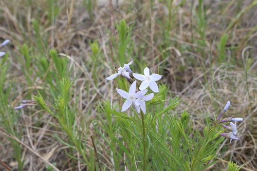 Fringed bluestar (Amsonia ciliata)