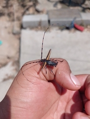 Sphaenothecus toledoi