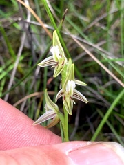 Prasophyllum striatum