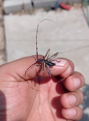 Sphaenothecus toledoi