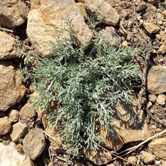 Hymenopappus filifolius lugens