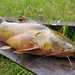 Gilded Catfish - Photo (c) Santiago Sierra-Paz, some rights reserved (CC BY-NC), uploaded by Santiago Sierra-Paz