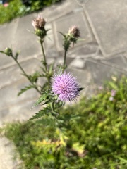 Cirsium japonicum
