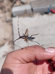 Sphaenothecus toledoi