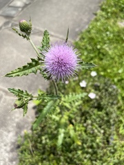 Cirsium japonicum