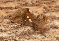 Autographa bimaculata