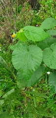 Abutilon grandifolium