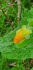 Abutilon grandifolium