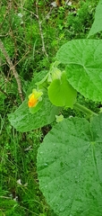 Abutilon grandifolium
