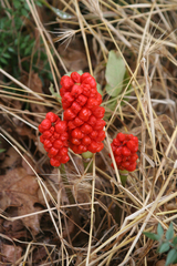 Arum orientale