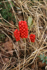 Arum orientale