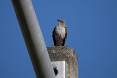 Mimus polyglottos image