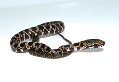 Mastigodryas pulchriceps