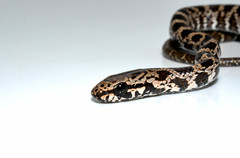 Mastigodryas pulchriceps