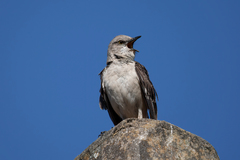 Mimus polyglottos image