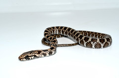 Mastigodryas pulchriceps