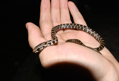 Mastigodryas pulchriceps