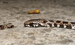 Mastigodryas pulchriceps