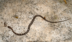 Mastigodryas pulchriceps