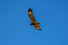 Hamirostra melanosternon