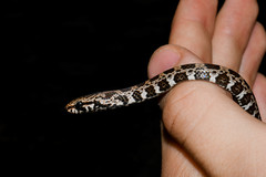 Mastigodryas pulchriceps