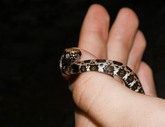 Mastigodryas pulchriceps