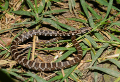 Mastigodryas pulchriceps