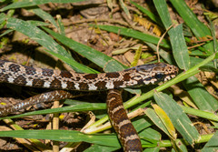 Mastigodryas pulchriceps