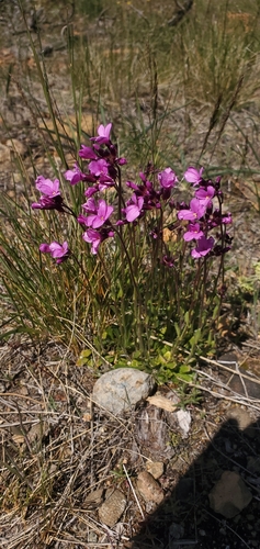 Image of Arabis aculeolata by (c) Asher Budnik, some rights reserved (CC BY)