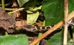 Mastigodryas pulchriceps