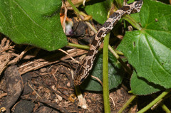 Mastigodryas pulchriceps