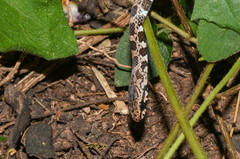 Mastigodryas pulchriceps