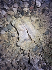 Pituophis catenifer