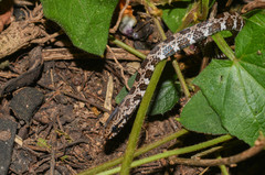 Mastigodryas pulchriceps