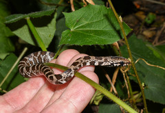 Mastigodryas pulchriceps