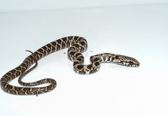 Mastigodryas pulchriceps