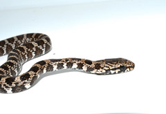 Mastigodryas pulchriceps