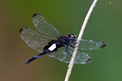 Pseudothemis zonata