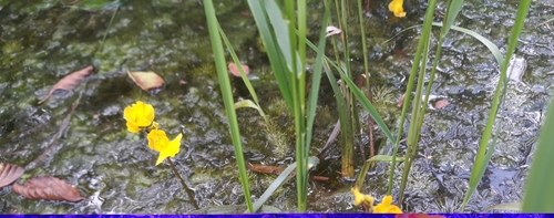 Utricularia × neglecta, photograph 5