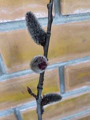 Populus