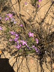 Linanthus californicus