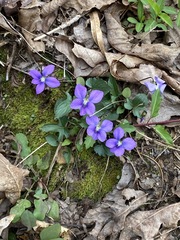 Viola triloba