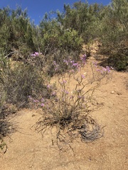 Linanthus californicus