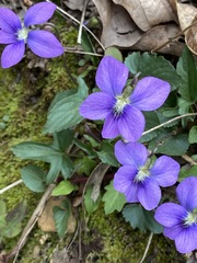 Viola triloba