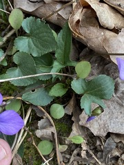 Viola triloba