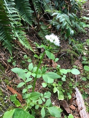 Valeriana sitchensis