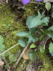 Viola triloba
